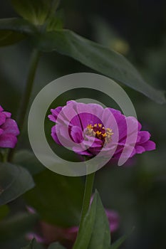 Summer spring bright flower sunny pink Echinacea purpurea flowers