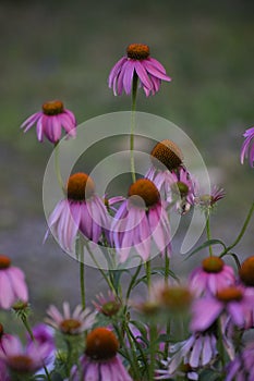 Summer spring bright flower sunny pink Echinacea purpurea  flowers