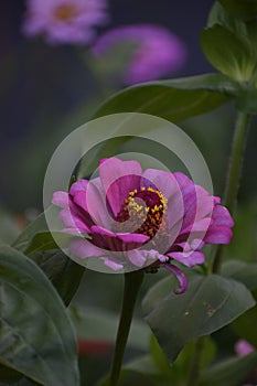 Summer spring bright flower sunny pink zinnia flowers