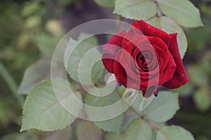 Summer spring bright flower sunny rose red flowers