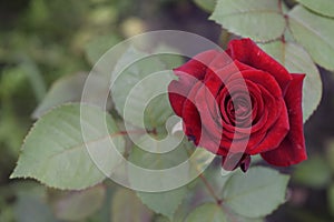 Summer spring bright flower sunny rose red flowers