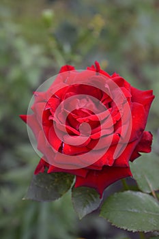 Summer spring bright flower sunny rose red flowers