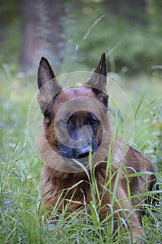 Summer spring green grass german shepherd dog doggy puppy brown black orange smart eyes
