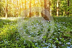 Summer, spring landscape with blue wild flowers in bloom on meadow in forest