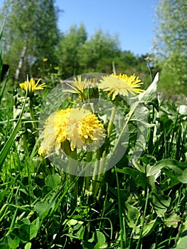 Summer spring perfect natural landscape. Beautiful meadow field with fresh grass and yellow dandelion flowers in nature against a