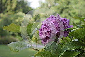 Summer spring pink flower sunny Hydrangea