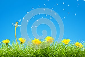 Summer / Spring Scene with Green Grass and Clear Blue Sky - Flying Dandelion Seeds