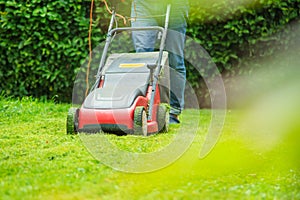 Summer and spring season sunny lawn mowing in the garden..