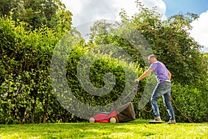 Summer and spring season sunny lawn mowing in the garden..