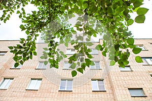Summer or spring urban landscape - branches of a deciduous tree and a multi-storey residential building made of bricks in the