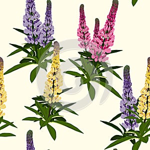Summer spring wild lupines pink, violet and yellow flowers with green leaves.