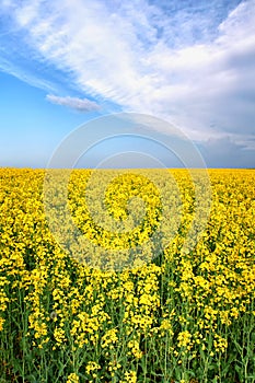 Summer spring yellow flower field