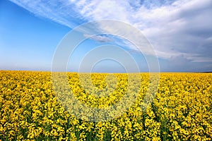 Summer spring yellow flower field