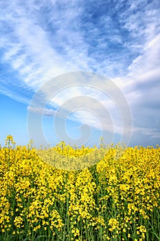 Summer spring yellow flower field