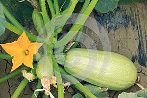 Summer squash