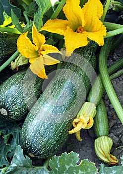 Summer squash