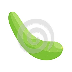 Summer squash icon, cartoon style