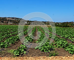 Summer squash plants on a farm