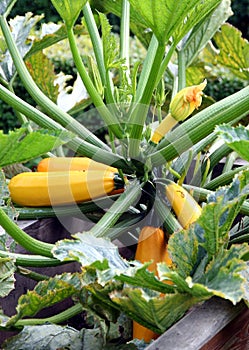 Summer squash pumpkin