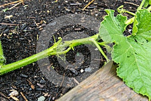 Summer squash stem damaged by hail, closeup