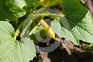 Summer squash yellow crookneck fruit, flower bud, and leaves