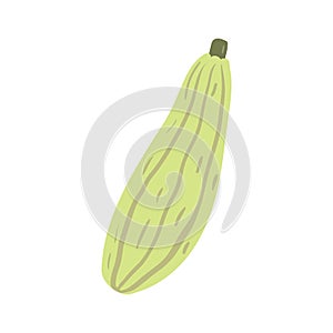 Summer squash, zucchini hand drawn illustration.