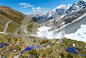 Summer Stelvio Pass (Italy) and blue flowers in front.