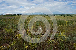 Summer steppe landscape