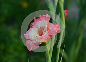 Summer still life with beautiful gladiolus flowers outside in the garden.  Vintage botanical background with plants, home hobby