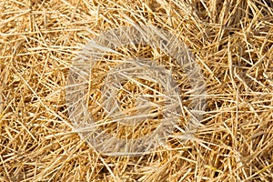 Summer straw texture on the field