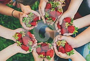 Summer strawberries in the hands of children. Selective focus
