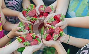 Summer strawberries in the hands of children. Selective focus