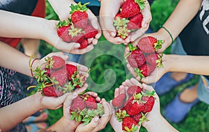 Summer strawberries in the hands of children. Selective focus