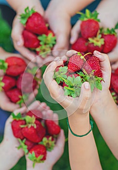 Summer strawberries in the hands of children. Selective focus.