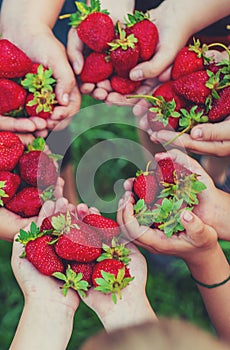 Summer strawberries in the hands of children. Selective focus.