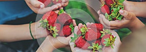 Summer strawberries in the hands of children. Selective focus.