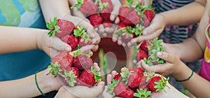 Summer strawberries in the hands of children. Selective focus.