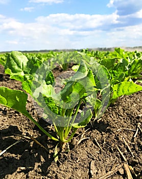 Summer. Sugar beet rises under the blue sky. Field arrays