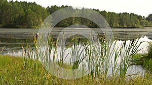 Summer sultry noon on shore of forest lake. Green reeds sway in wind close up. Calm summer landscape. HD slowmo video