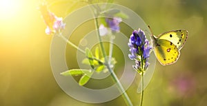 Summer, summertime background - butterfly sitting on a flower