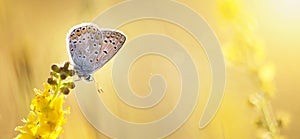 Summer, summertime background - butterfly sitting on a yellow fl