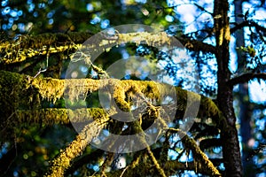 Sun lights up moss on tree, blurred background