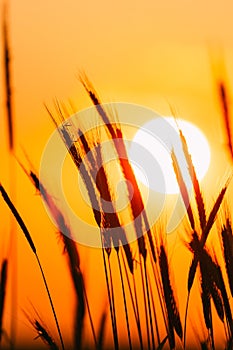 Summer Sun Shining Through Young Yellow Wheat Sprouts. Wheat Field In Sunset Sunrise Sun