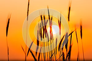 Summer Sun Shining Through Young Yellow Wheat Sprouts. Wheat Field In Sunset Sunrise Sun