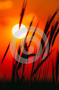 Summer Sun Shining Through Young Yellow Wheat Sprouts. Wheat Field In Sunset Sunrise Sun
