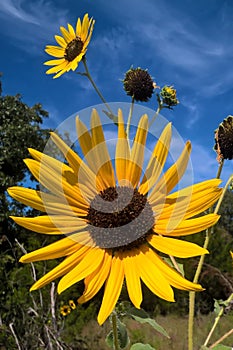 Summer Sunflower