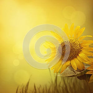 Summer sunflower background