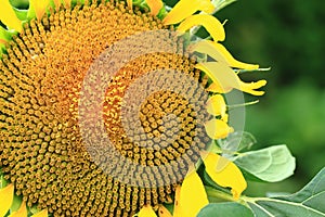 summer sunflower background