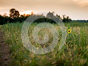 Summer sunflower background