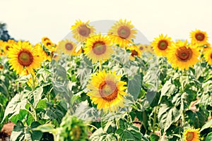 Summer sunflower field. Field of sunflowers with blue sky. A sun